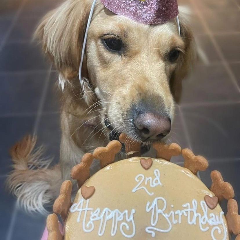 <b>HUNTING FOR THE PERFECT DOG BIRTHDAY CAKE?</b><br><br>The special relationship we have with our dogs means that even if they might not be sure what a b...</br>