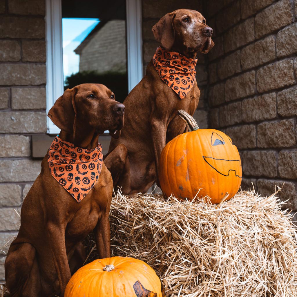 <b>HEALTHY HALLOWEEN TREATS FOR DOGS</b><br><br>It&rsquo;s that time of the year again &ndash; dark evenings, windswept walks, pumpkins in the fields and mis...</br>