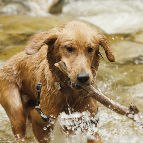 <b>A GO-TO GUIDE TO WATER SAFETY</b><br><br>There&rsquo;s nothing like a cool dip on a long, hot summer day, especially for our furry,...</br>