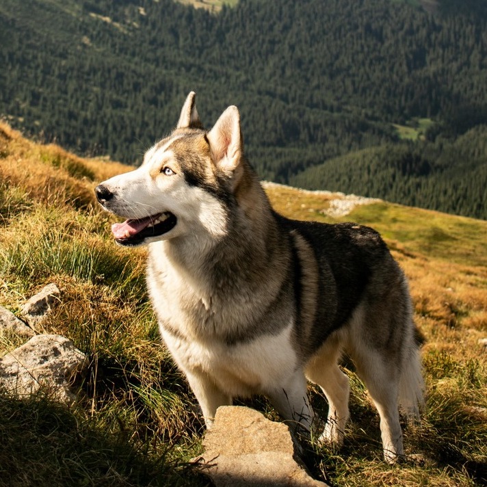 <b>WHAT ARE DOG SUPPLEMENTS AND ARE THEY WORTH IT?</b><br><br>Does your dog need a multivitamin? Let&rsquo;s break down the potential benefits of adding supplements to your dog&rsquo;s diet&hellip;</br>