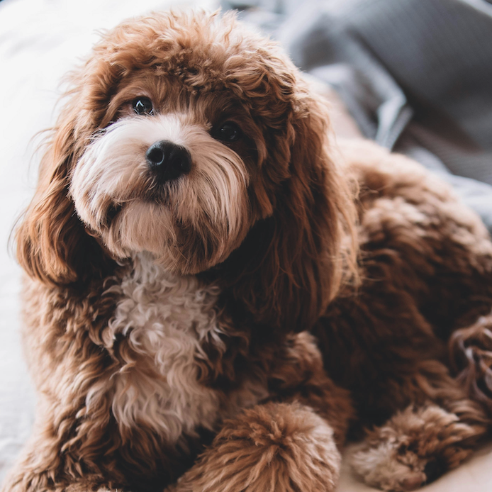 <b>WHY IS MY DOG NOT EATING?</b><br><br>Discover why your dog might be turning their nose up at their food and tips for encouraging them to eat when their appetite dips&hellip;</br>