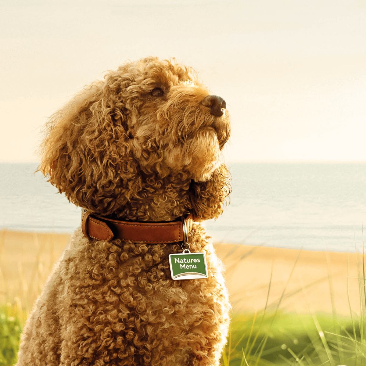     <b>WANT A VET&rsquo;S OPINION ON RAW FEEDING?</b><br><br>When it comes to your dog&rsquo;s diet, you want to make the right choices...</br>