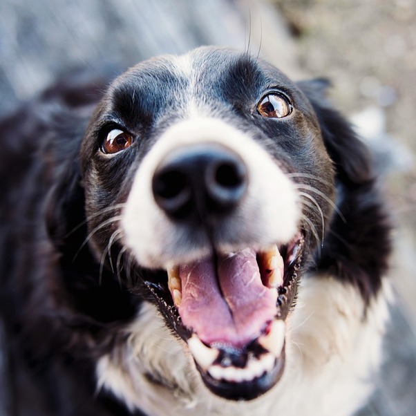 <b>HOW TO CREATE YOUR OWN HOMEMADE RAW DOG FOOD</b><br><br>Thinking about taking your dog&rsquo;s nutrition into your own hands and going DIY? Here&rsquo;s what to consider before you switch...</br>